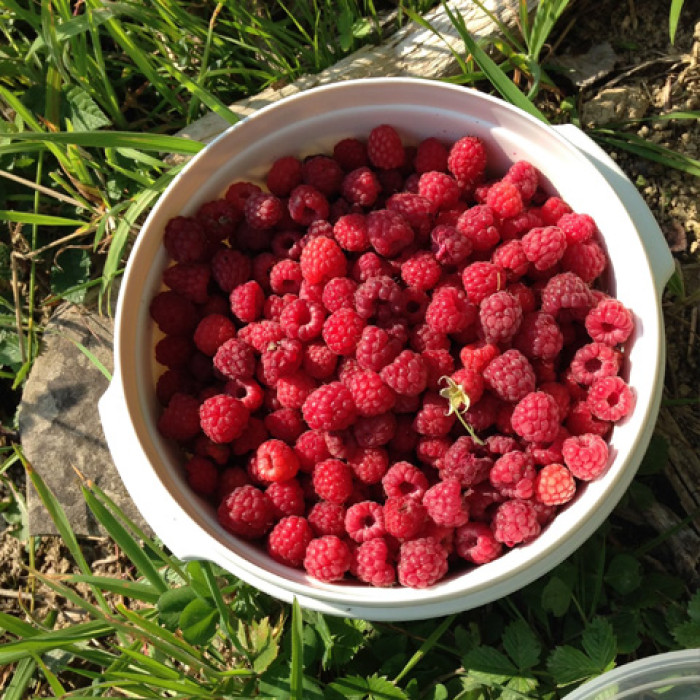 Саженцы ремонтантной малины «Эльза»