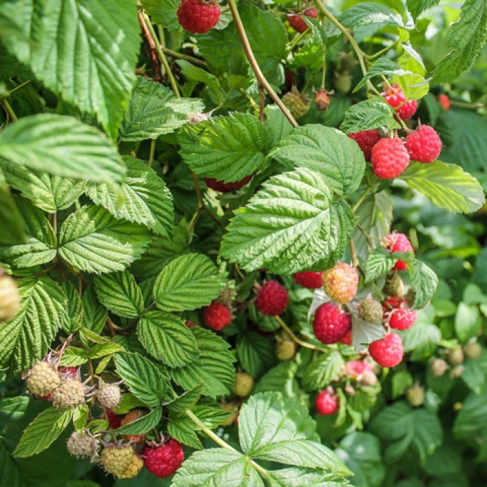 Саженцы ремонтантной малины «Эльза»