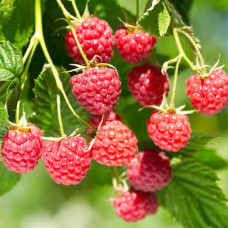 Саженцы ремонтантной малины «Эльза»