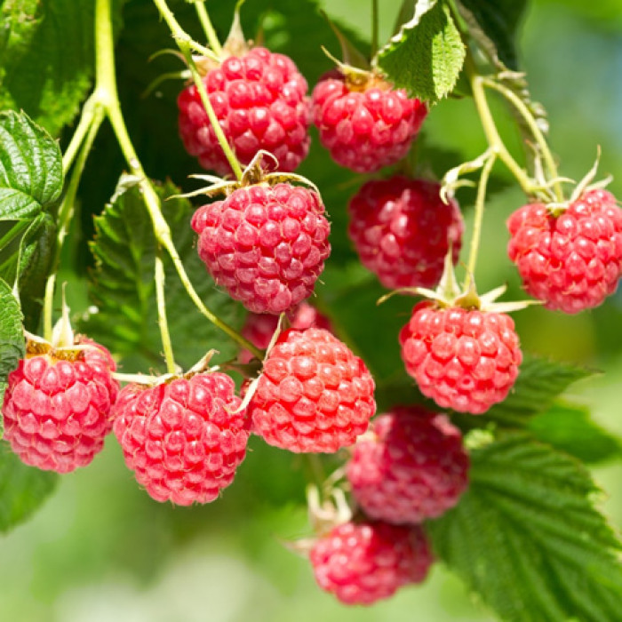 Саженцы ремонтантной малины «Эльза»