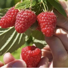 Саженцы ремонтантной малины «Феличия»