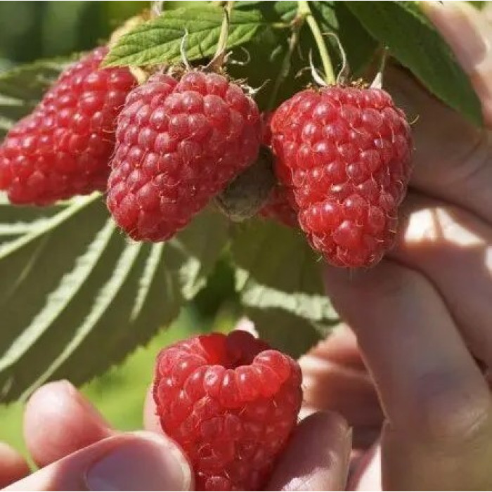 Саженцы ремонтантной малины «Феличия»