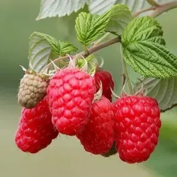 Саженцы ремонтантной малины «Феличия»