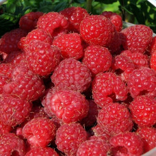 Саженцы ремонтантной малины «Мирабела»