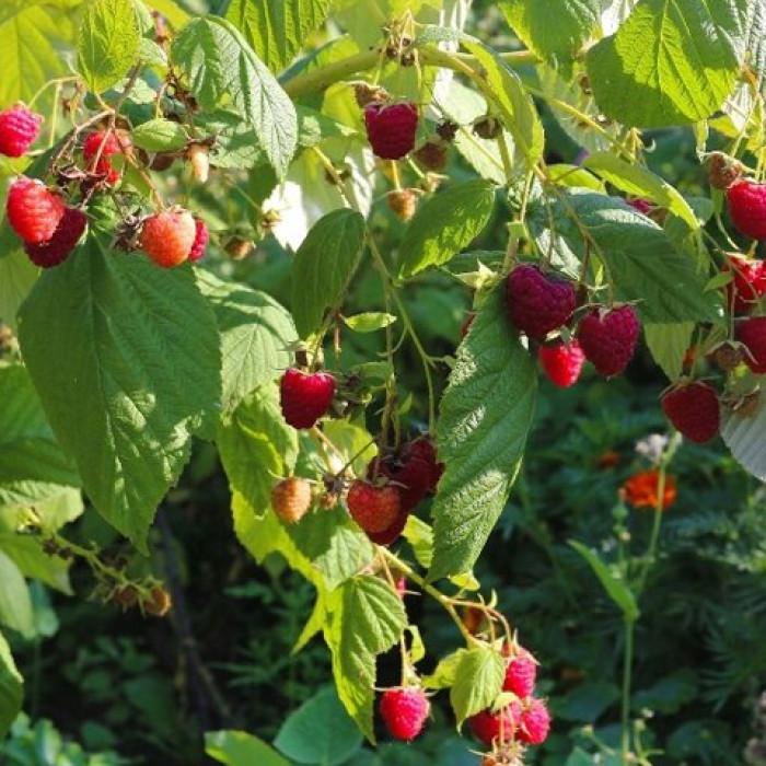 Саженцы ремонтантной малины «Мирабела»