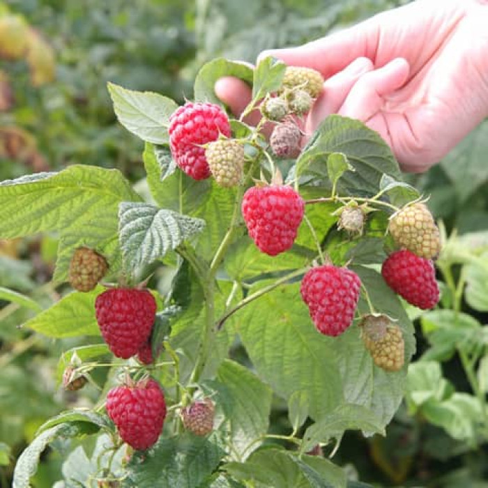 Саженцы ремонтантной малины «Мирабела»