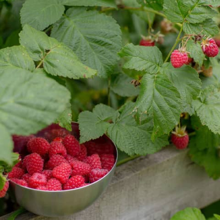 Саженцы ремонтантной малины «Мирабела»