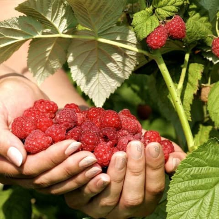 Саженцы ремонтантной малины «Мирабела»