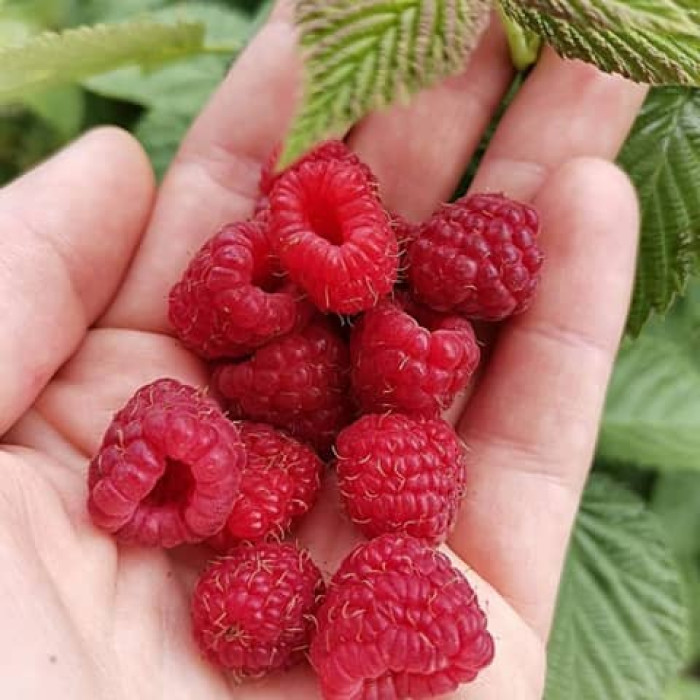 Саженцы ремонтантной малины «Находа»