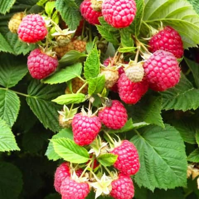 Саженцы ремонтантной малины «Находа»