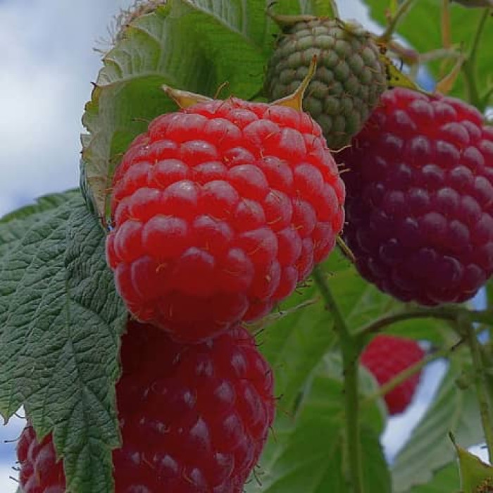 Саженцы ремонтантной малины «Находа»