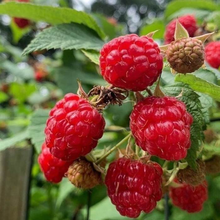 Саженцы ремонтантной малины «Находа»