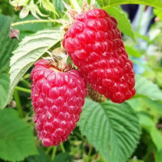 Саженцы ремонтантной малины «Рея»