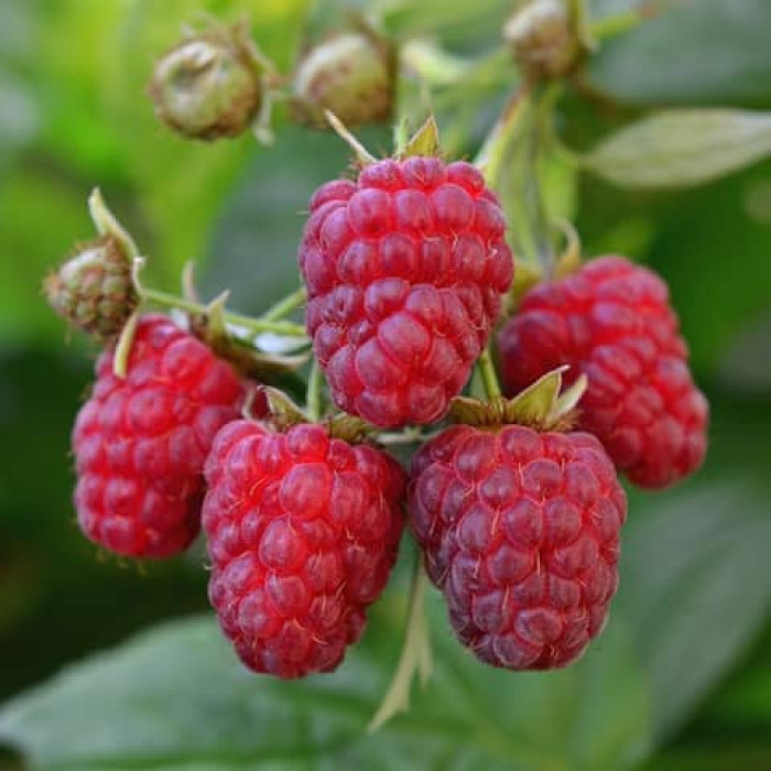 Саженцы ремонтантной малины «Рея»