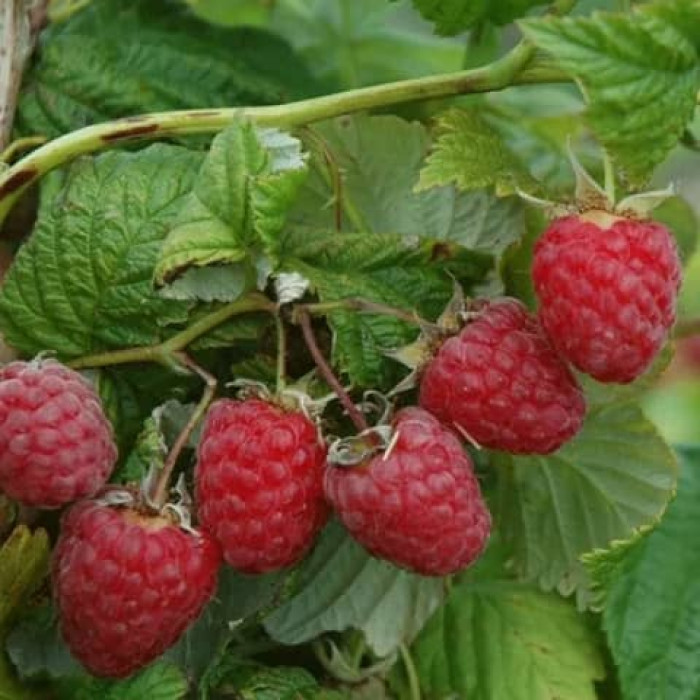 Саженцы ремонтантной малины «Рубина»