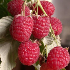 Саженцы ремонтантной малины «Рубина»