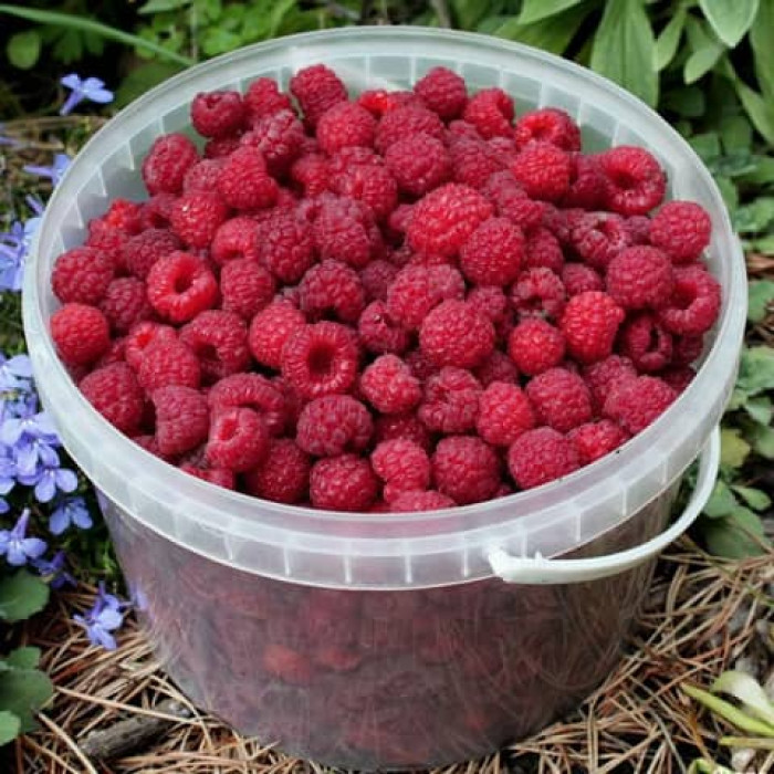 Саженцы ремонтантной малины «Сан Мартин»