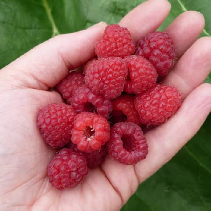 Саженцы ремонтантной малины «Сан Мартин»