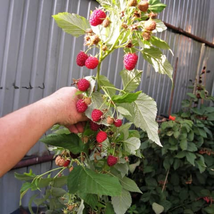 Саженцы ремонтантной малины «Сан Мартин»