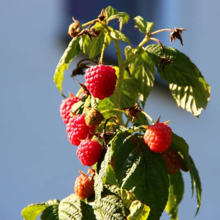 Саженцы ремонтантной малины «Сан Мартин»