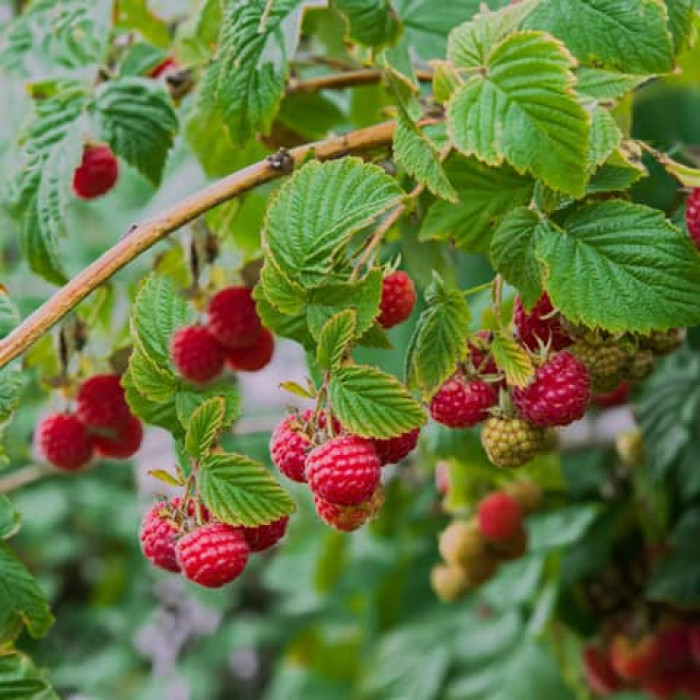 Саженцы ремонтантной малины «Сан Мартин»