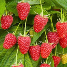 Саженцы ремонтантной малины  «Скарлет» 