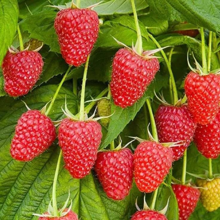 Саженцы ремонтантной малины  «Скарлет» 