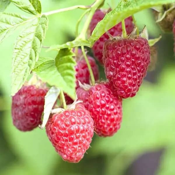 Саженцы ремонтантной малины  «Скарлет» 