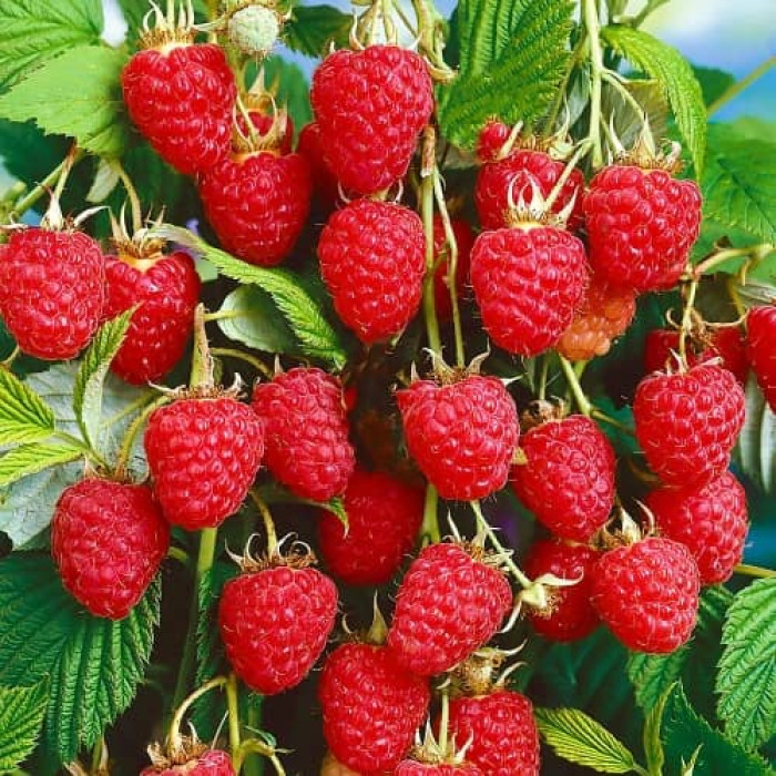 Саженцы ремонтантной малины  «Скарлет» 