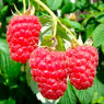 Ремонтантна малина (25) Ремонтантна малина (25)