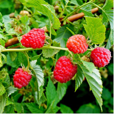 Саженцы ремонтантной малины «Амира»