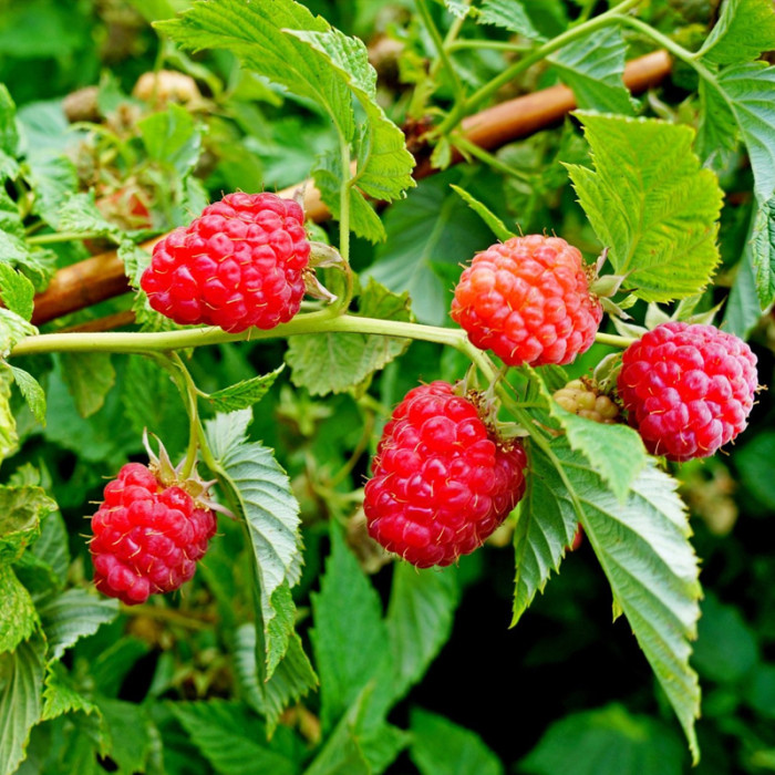 Саженцы ремонтантной малины «Амира»