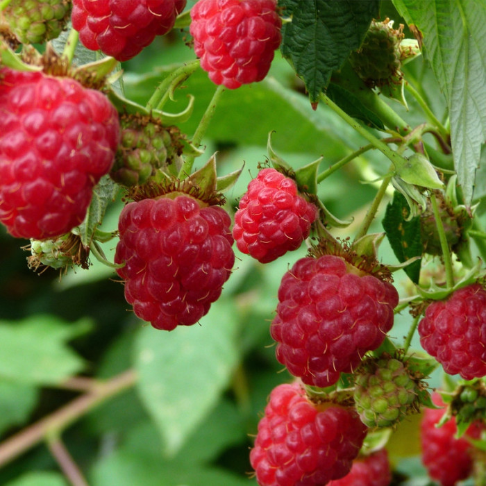 Саженцы ремонтантной малины «Амира»