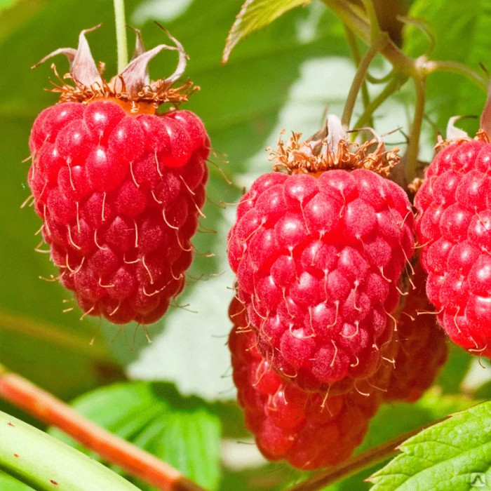 Саженцы ремонтантной малины «Амира»