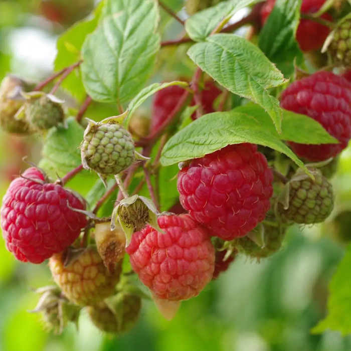 Саженцы ремонтантной малины «Амира»