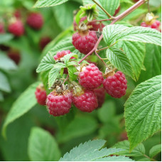 Саженцы ремонтантной малины «Роксолана»