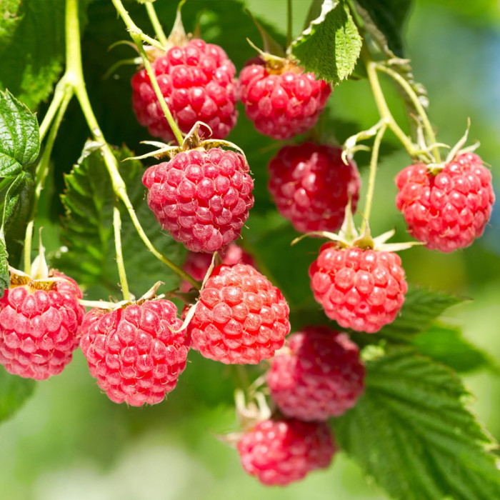 Саженцы ремонтантной малины «Роксолана»