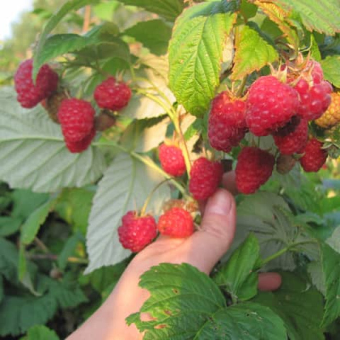 Саженцы ремонтантной малины «Рива»