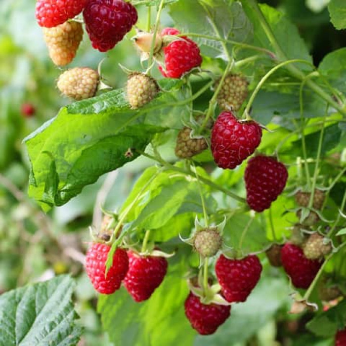 Саженцы ремонтантной малины «Рива»