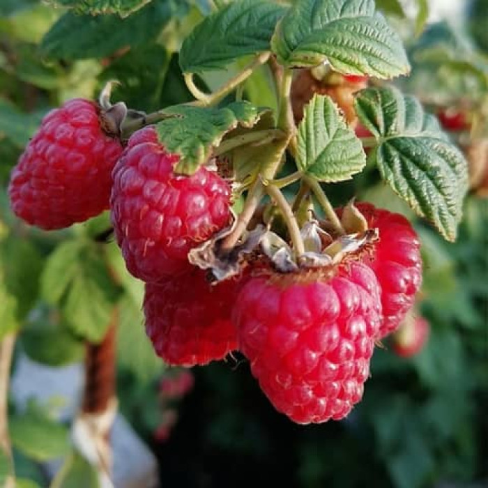 Саженцы ремонтантной малины «Рива»