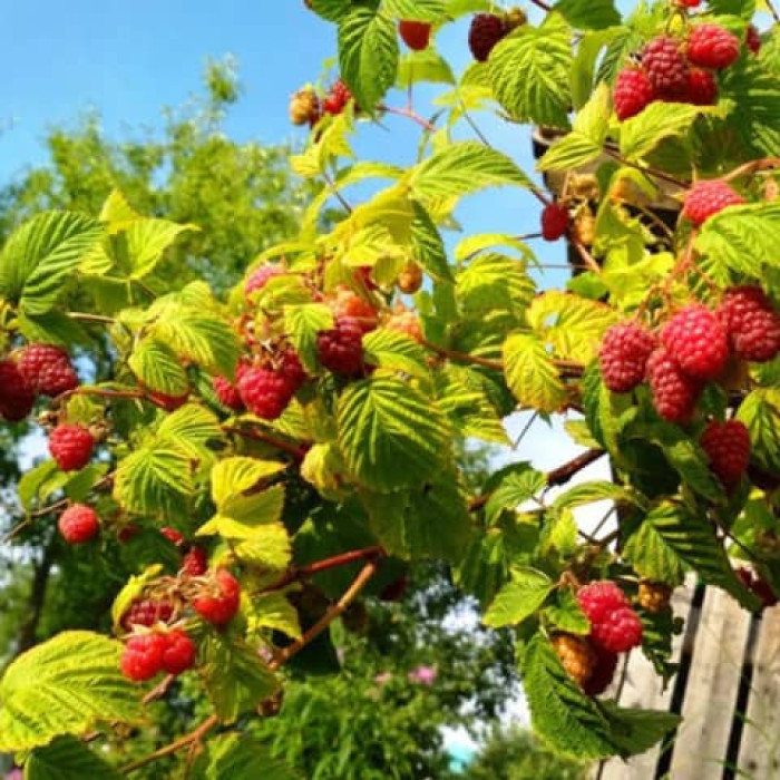 Саженцы ремонтантной малины «Рива»