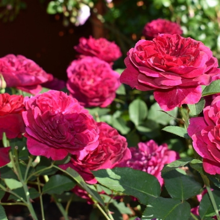 Саджанці англійської троянди «Ліра»