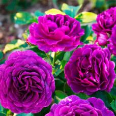 Саджанці англійської троянди «Мінерва»