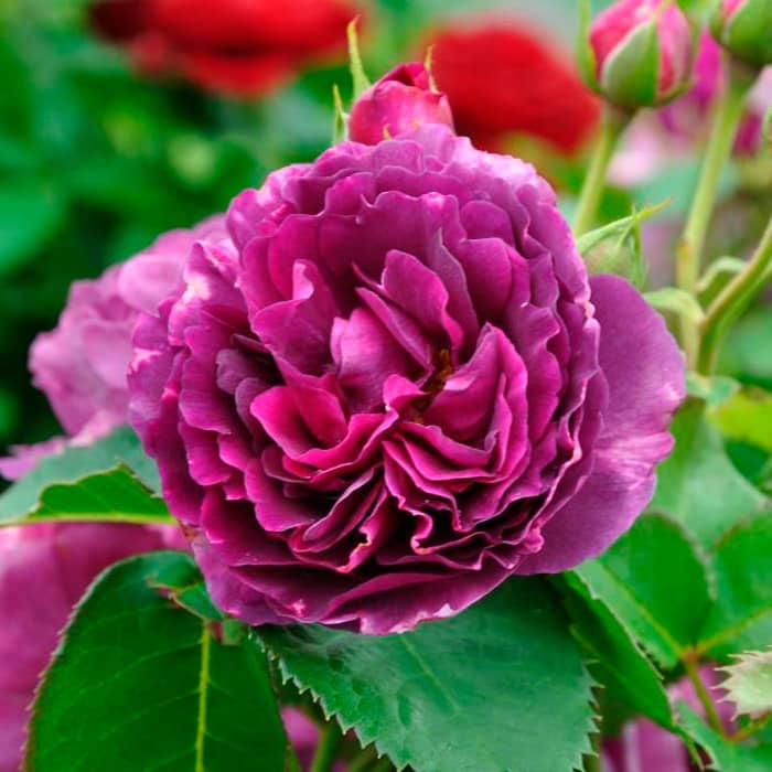 Саджанці англійської троянди «Мінерва»