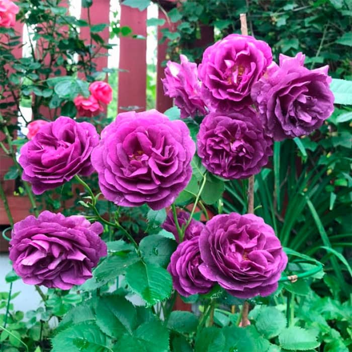 Саджанці англійської троянди «Мінерва»