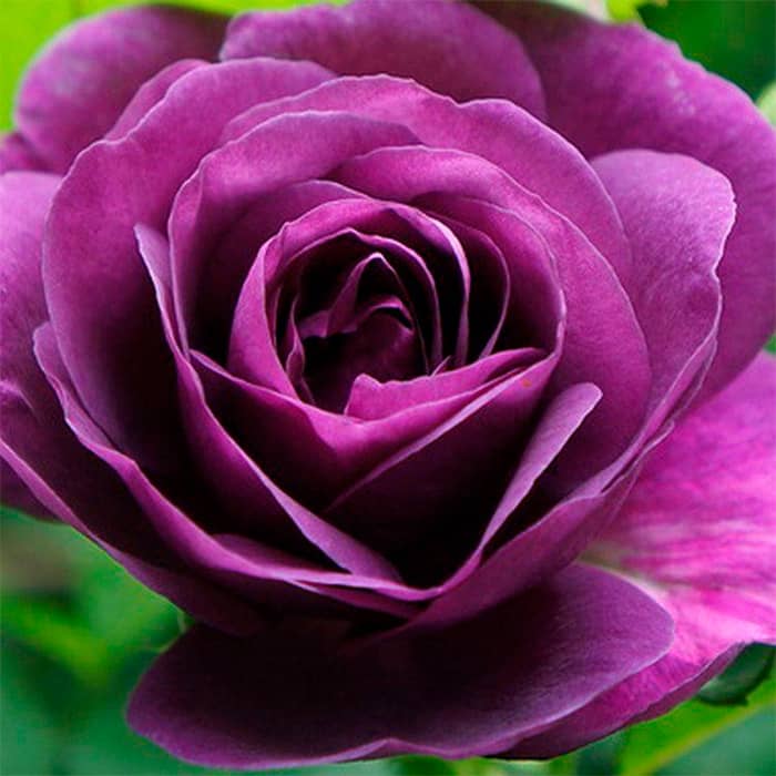 Саджанці англійської троянди «Мінерва»