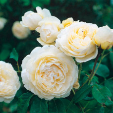 Саджанці англійської троянди «Пейшенс»