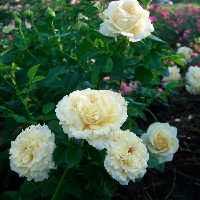 Саджанці англійської троянди «Пейшенс»