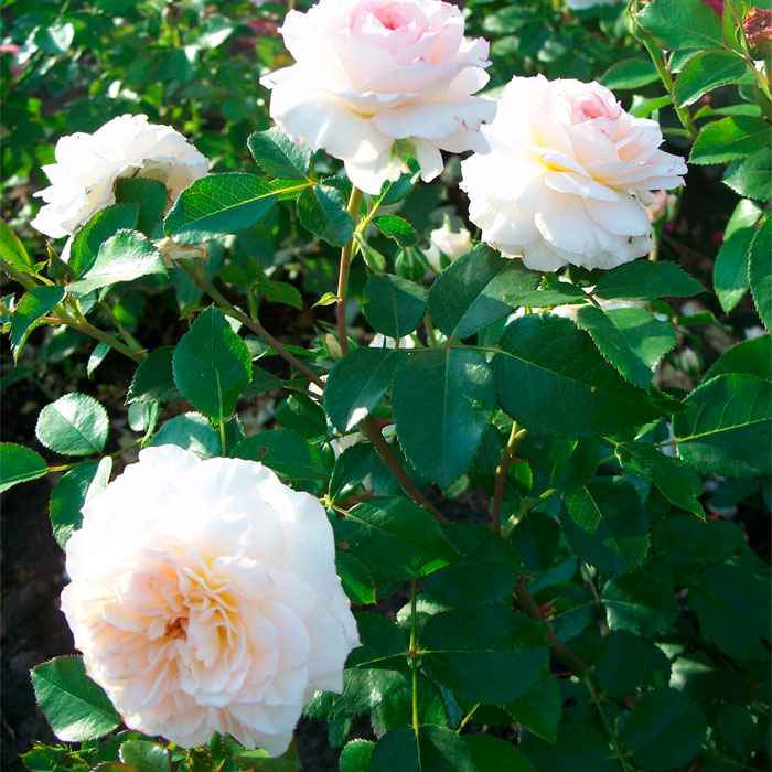 Саджанці англійської троянди «Пейшенс»