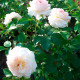 Саджанці англійської троянди «Пейшенс»